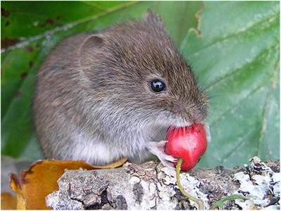 The Bank Vole (Clethrionomys glareolus) as a Model System for Adaptive Phylogeography in the European Theater